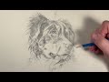 Step-by-Step Drawing Tutorial: Bernese Mountain Dog