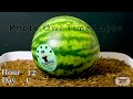MEALWORMS VS WHOLE WATERMELON