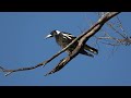 Australian Magpies calling