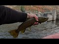 Smashing Browns on the river with rapalas!