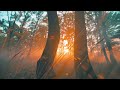 4K Autumn Forest / Relaxing nature video and mountain sound [October Golden Autumn] 3 hours Ultra HD