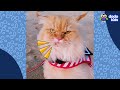 Fluffy Kitty Works In His Mom’s Bakery | Dodo Kids | It’s Me!