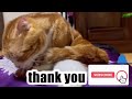 YouTubeに夢中なるねこ〜mikancatの素朴な１日［スコティッシュフォールド］