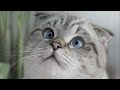 7 Reasons You Should NOT Get A Scottish Fold Cat