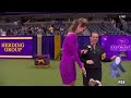 Ribbon the Australian Shepherd wins the WKC Herding Group | Westminster Kennel Club