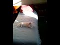 Tozy helps Grandpa make his bed