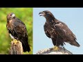The Disputed Giant Bird - Washington's Sea Eagle