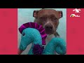 Pittie Must Be In The Pool At All Times Or Else She Gets So Sad | The Dodo Pittie Nation