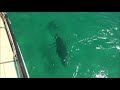 Dolphins in New Zealand Oct 25, 2018