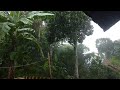 The sound of rain on lush trees cools the soul, cures insomnia, ASMR