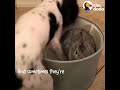 Sick Dog Gets Support from Bunny Best Friend - LOLA & PEPPER | The Dodo Odd Couples
