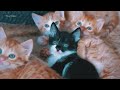 Amazing Moment Of Baby Animals (4K) ~ Ultra relaxing music to calm the mind, stop thinking