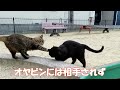 【ワレニャン】日本の湿度が苦手な猫と謎行動猫 Cats who don't like the humidity in Japan and cats with strange behavior