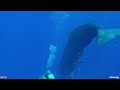 Scuba Diver Rescues Whale Friend with Ropes Tied Tightly Around Lower Jaw || Dogtooth Media