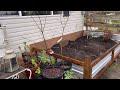 Building a raised bed for vegetable planting on Vancouver Island