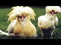5 Strangest Roosters in The World