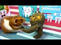 🦷 Doctor Hamster Rescue Giant Teeth Maze Traps  In Sun Hamster