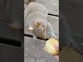 do your want to get a squirrel to eat from your hand?