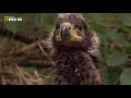 Eagle Documentary National Geographic Full QUEEN OF THE SKIES