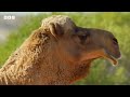 Male camel's WEIRD dating technique is a fail 🐪 | Mammals - BBC