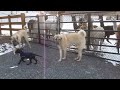 Great Dane puppy meets Alpacas and Llamas
