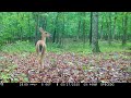 Browning Trail Cameras - Whitetail Deer and Turkeys Gobbling on Browning Spec Ops Edge Trail Camera