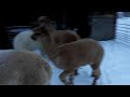 Anitas Alpacas - In the Snow Feb 2018