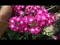 Phlox Flower Plant || How To Grow Phlox Flowers || Phlox Care