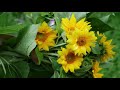 MY FIRST CUT FLOWER GARDEN: Flower Suggestions and Tips for a SUCCESSFUL First Cut Flower Garden