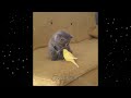 Funny DOGS and CATS videos 2024 😂🐶😻Best Funniest Animal Videos of June#5 #funnyAnimals