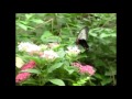 Butterfly Flying (Slow Motion Animation Reference)