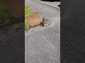 hen/female black bird outside my door, Derbyshire, UK.