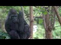 Melbourne Zoo gorilla family over time