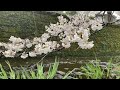 Cherry  Blossoms  mark the change of seasons in western Tokyo