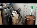 Caught My Husky Complaining About The Service!