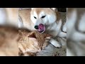 12 Minutes of Funny Cat Videos - EP 132
