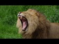 Jungle Wildlife HDR | Jungle Rainforest Scenic Relaxation Video #nature #4kwildlife #animalworld4k