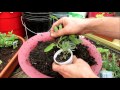 Planting Herbs in Containers: Oregano, Chives, Thyme, Mints, Basil, Sage, Rosemary, Lavender