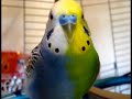 TWINZY.VERY RARE HALFSIDER BUDGIE.TWINS IN ONE.(NOT FAKE)! Tetragametic Chimerism