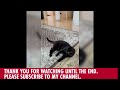『カシャカシャびょんびょん』で遊ぶテンション高めな黒猫 A high-strung cat playing with the popular toy 
