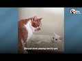 Cat Tries To Cope With Unrequited Love | The Dodo Cat Crazy