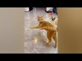 😸 So Funny! Funniest Cats and Dogs 2024 🐈 Funny Cats Moments 2024 😻😂