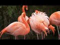 The Most Colorful Birds in the World | Breathtaking Nature & Wonderful Birds Songs | Stress Relief