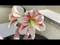 COMO PLANTAR Y CULTUIVAR UN BULBO DE AMARYLLIS( me dieron gato por liebre)