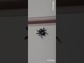 Jumping spider #spider #short