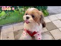 시츄 코코 🐶 • 귀여운 강아지 🐾 • 일상 🌤 • 브이로그 🌷 • Vlog 🍒 • 롯데 아울렛 쇼핑 🛍 • 여행 🚗 • Shih Tzu Dog ✨