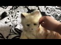 Hasbro Joy for All companion pets cat detail and review