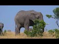 4K Wild Animals: Kruger National Park, South Africa - Scenic Wildlife Film With Calming Music
