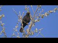 One Hour Relaxing Birdsong: Blackbird 4 K