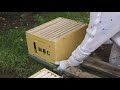Honey Bee Rescue: Bee Hive Left Alone for 20 Years | The Bush Bee Man